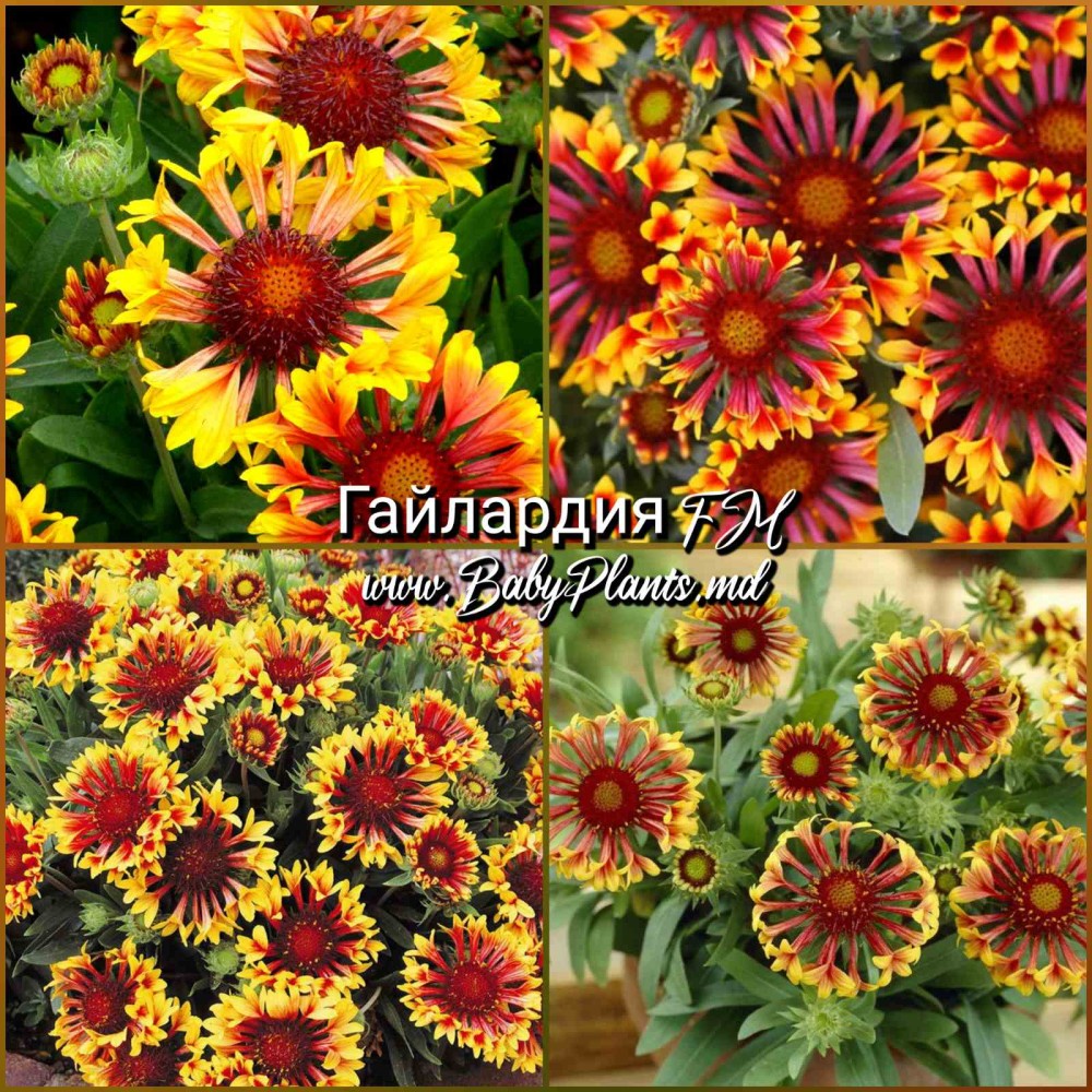 Гайлардия FM 0,2 Г