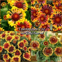 Гайлардия FM 0,2 Г