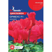 Cyclamen peren Orfeus 3 sem.