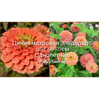 Цинния махровая Эльдорадо 0.5 г