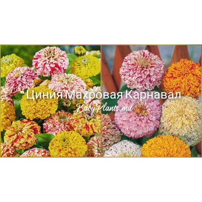 Цинния махровая Карнавал 0.5 г