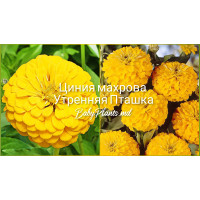 Цинния махрова Утренняя Пташка 0.5 г