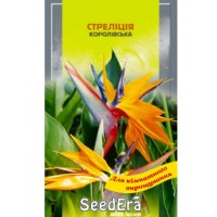 Стрелиция Королевская 5сем.