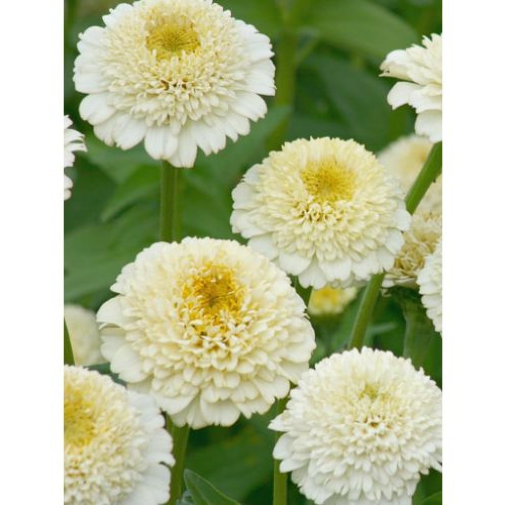 Цинния скабиозоцветковая ZINDERELLA WHITE 10 семян