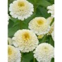 Цинния скабиозоцветковая ZINDERELLA WHITE 10 семян