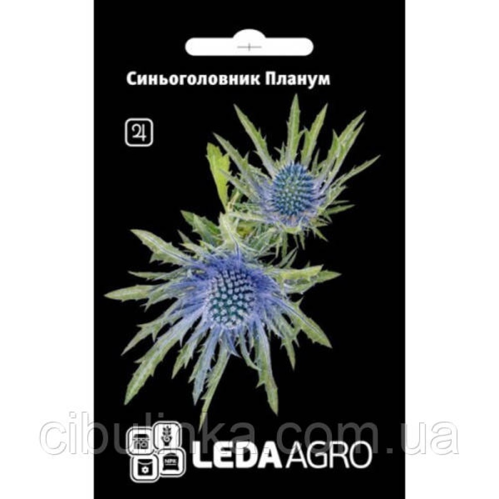 Eryngium planum (0,2 g)