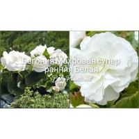 Бегония махровая Белая F1 10 семян в оболочке