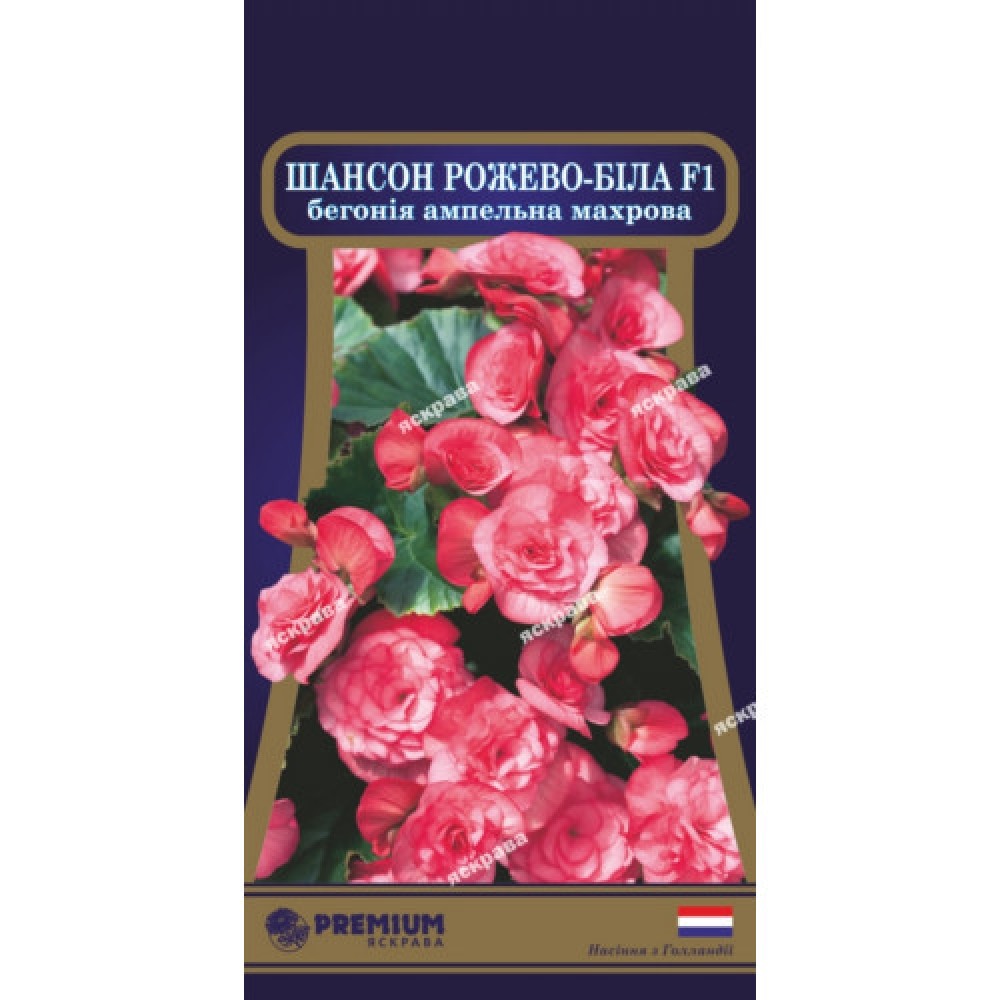 Бегония ампельная махровая Шансон Розово-белая F1 10 семян