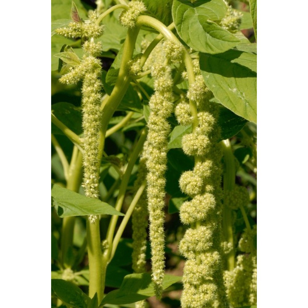 Амарант Хвостатый QUEUE GREEN +-20 семян