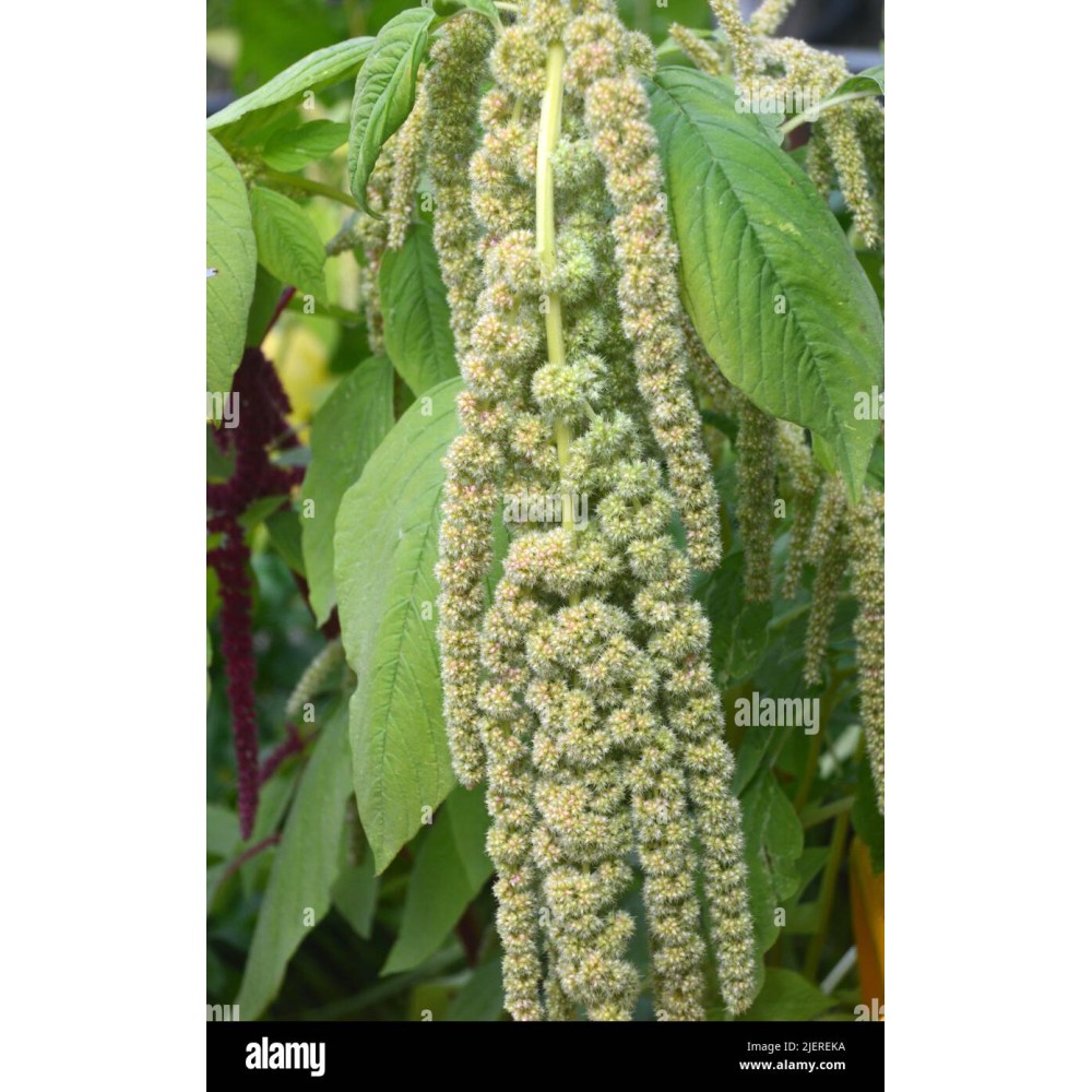 Амарант Хвостатый QUEUE GREEN +-20 семян