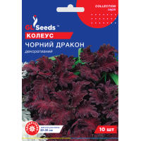 Семена Колеуса Черный дракон (10шт)