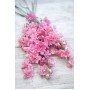Delfinium anual Salmon Beauty 0.1 g