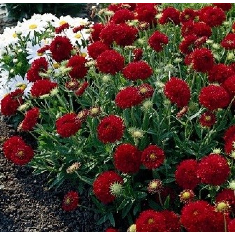 Гайлардия  PULCHELLA PLUME RED 10 семян