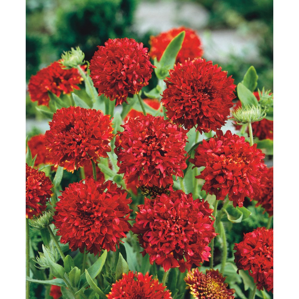 Гайлардия  PULCHELLA PLUME RED 10 семян