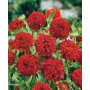 Гайлардия  PULCHELLA PLUME RED 10 семян