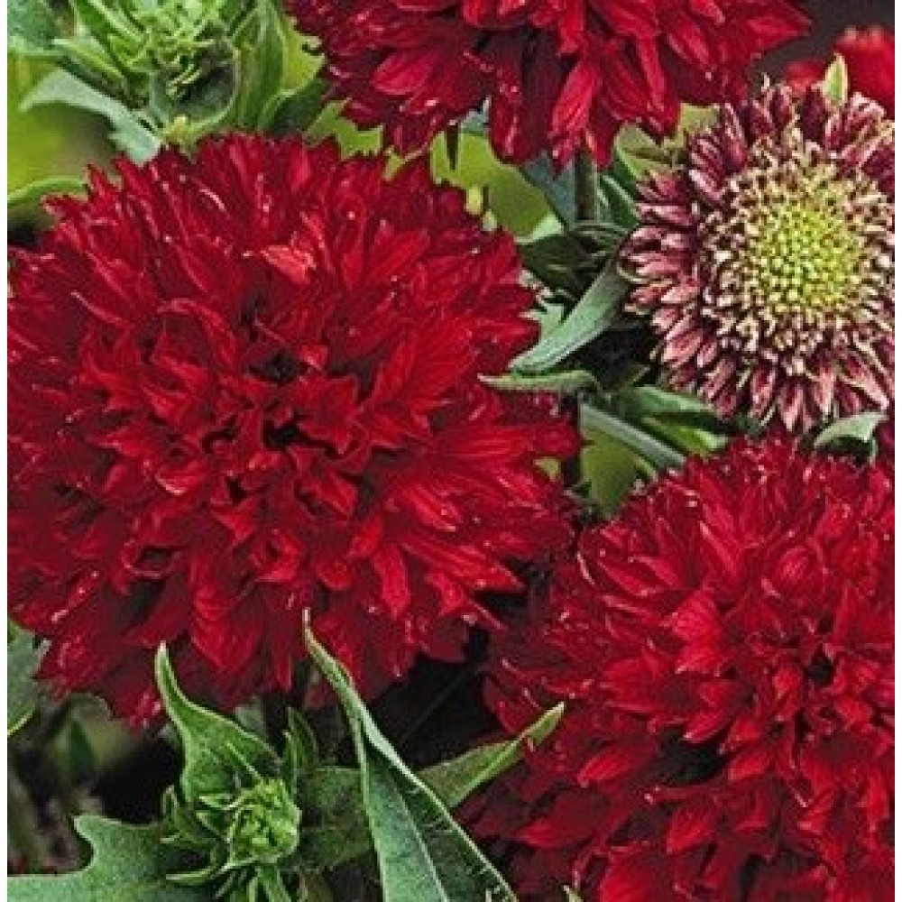 Гайлардия  PULCHELLA PLUME RED 10 семян