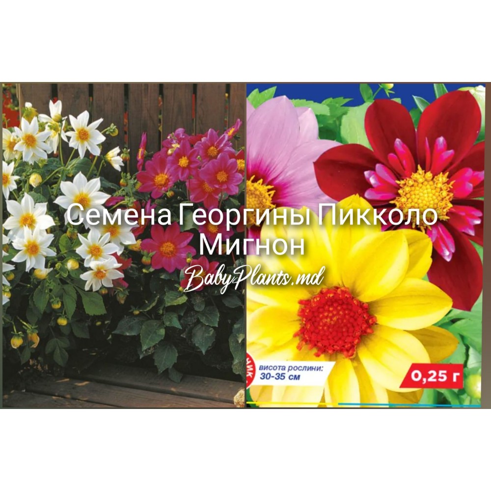 Семена Георгины Пикколо Мигнон 0,25г