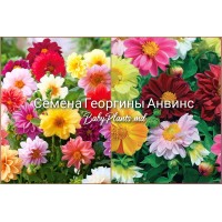 Семена Георгины Анвинс (0.5г)