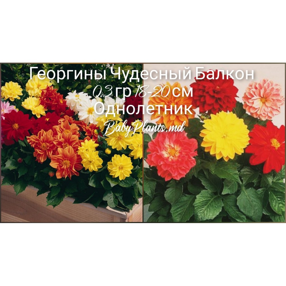 Георгины махровые низкие Чудесный балкон 0.3 г
