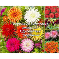 Георгины Кактусовые смесь 0.3 г