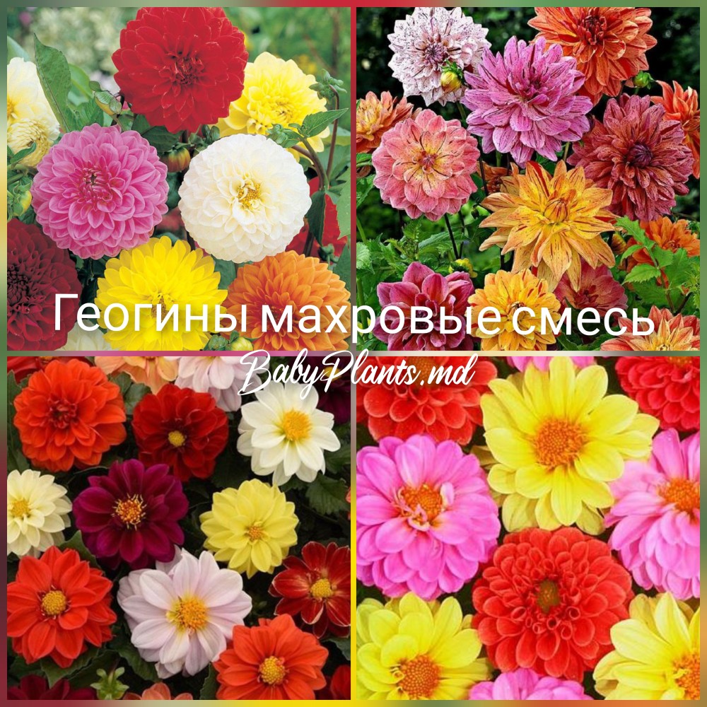 Георгины махровые смесь 0.3 г