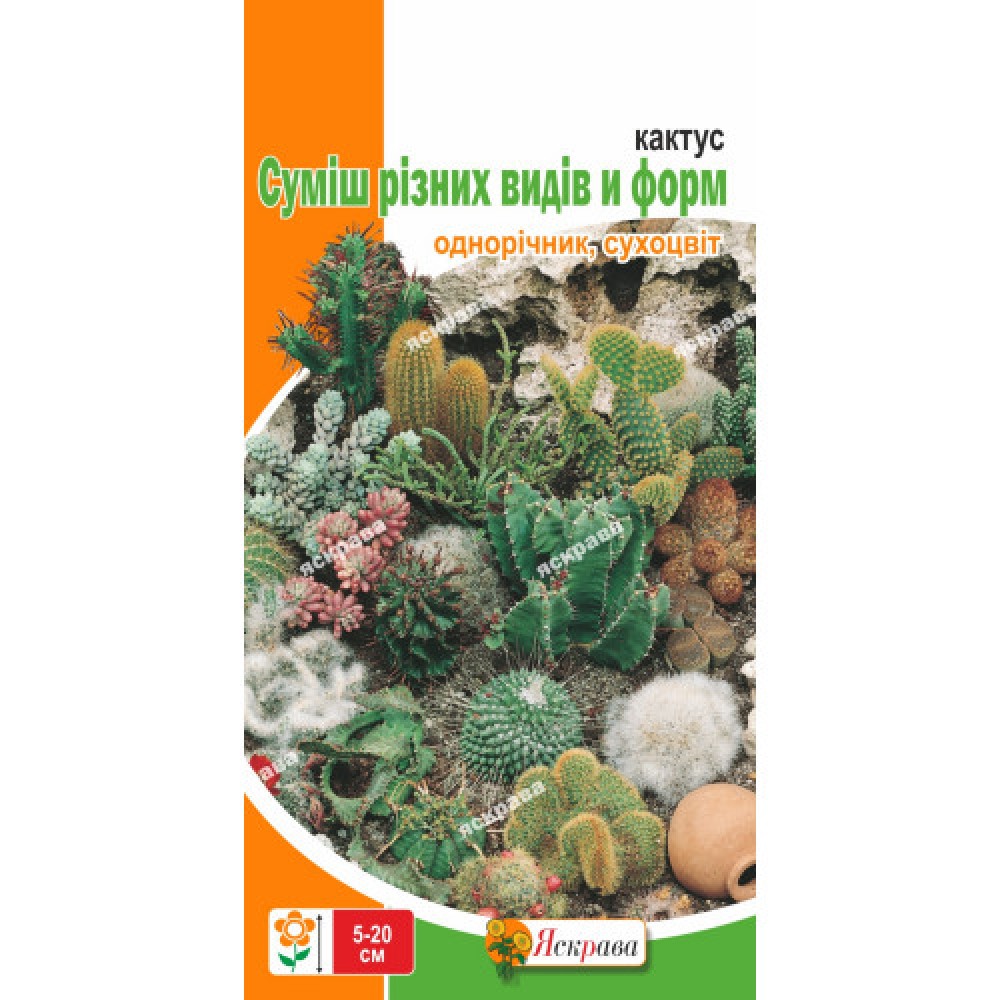 Кактус смесь разных видов и форм 0.2 г