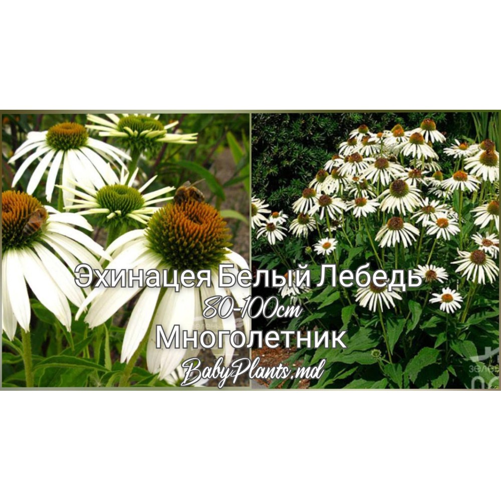 Эхинацея Белый Лебедь 0.2 г