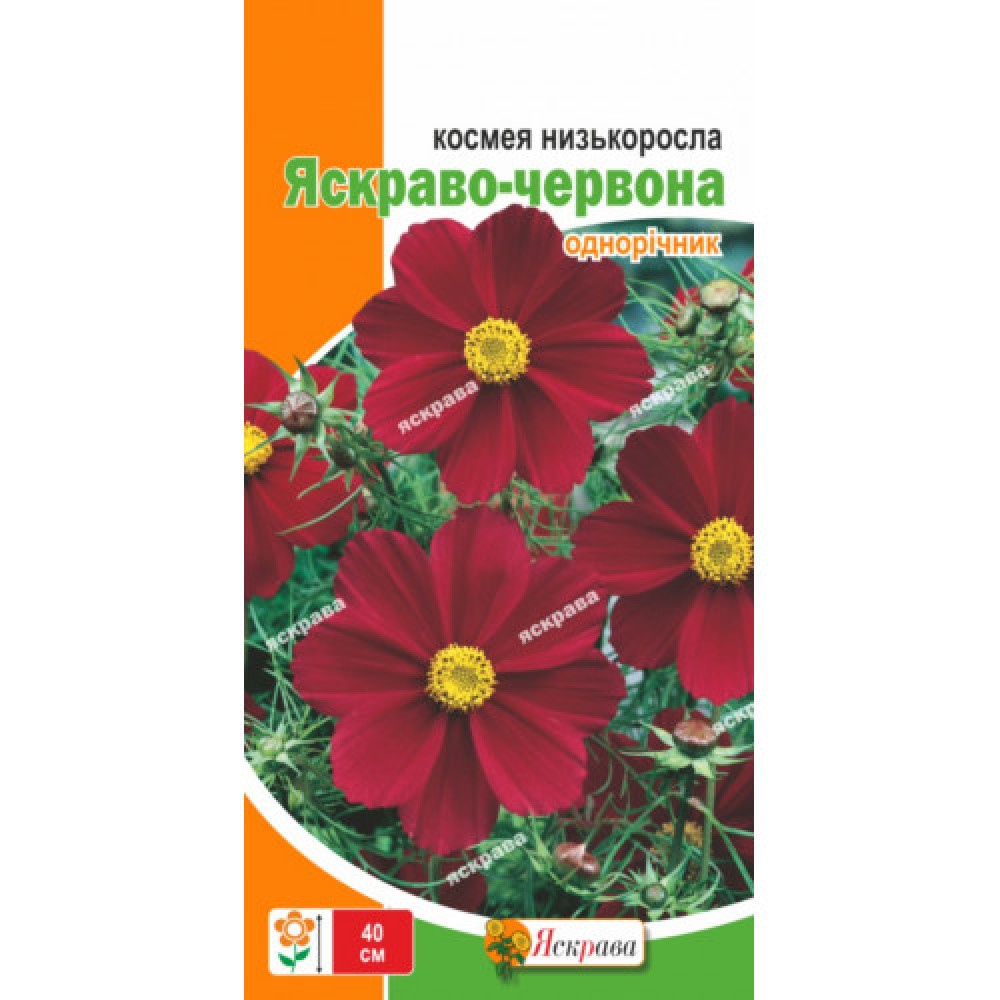 Космея низкорослая Ярко-красная 0.15 г