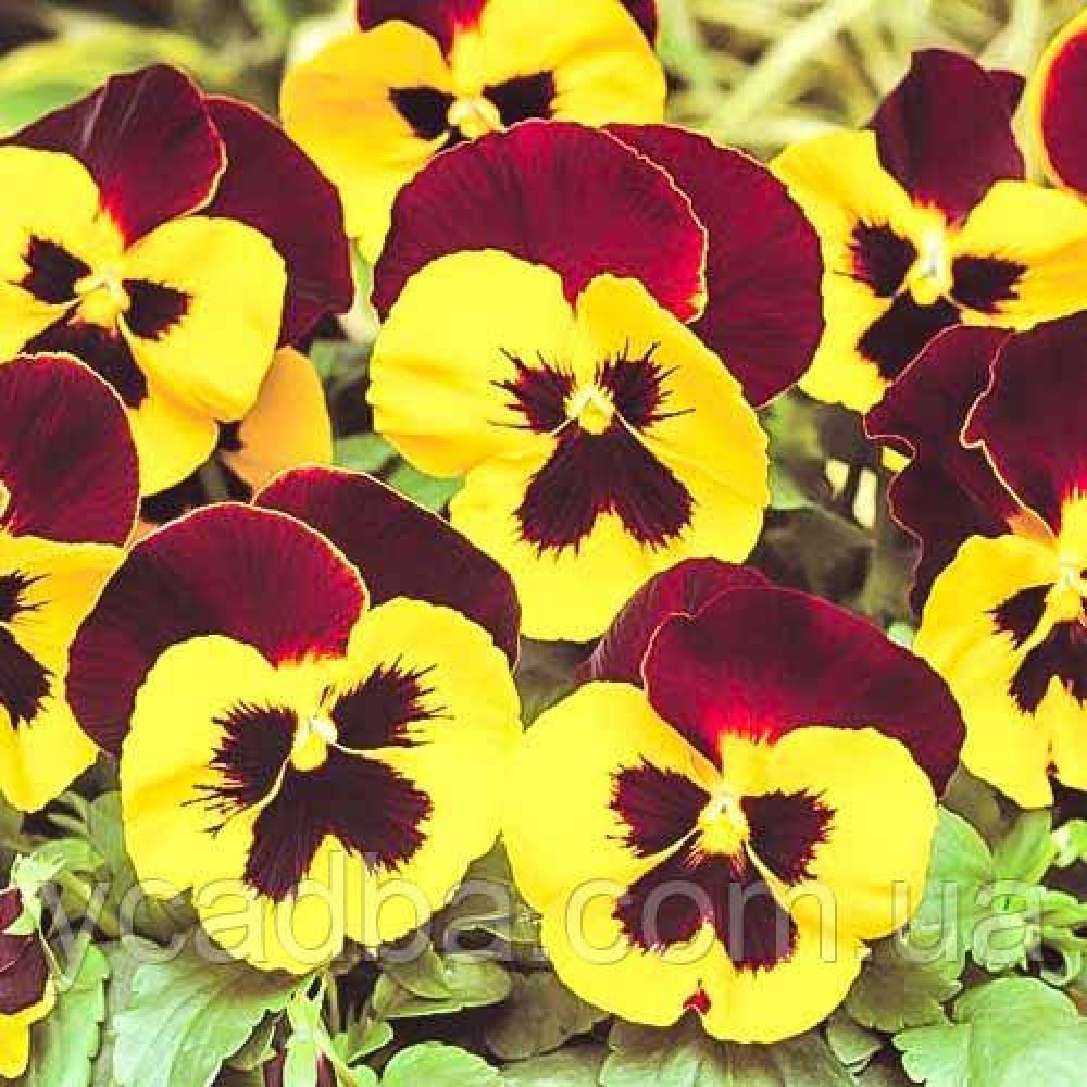 Виола F1 Красные крылья (0.1г)