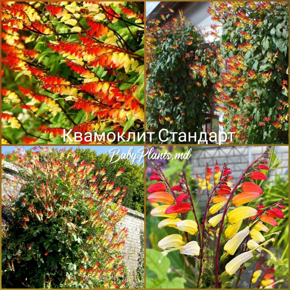 Квамоклит (Мина) Стандарт