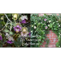 Кобея смесь 0.2 г