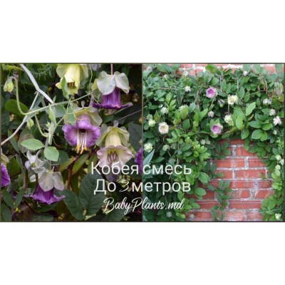 Кобея смесь 0.2 г