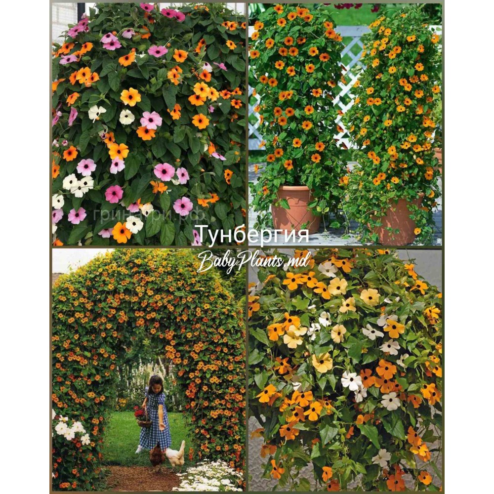 Тунбергия 0.2 г