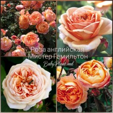 Роза английская Мистер Гамильтон класс АА