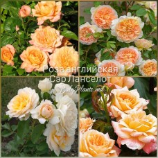 Роза английская Сэр Ланселот класс АА