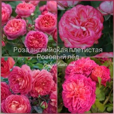 Роза английская плетистая Розовый лёд класс АА