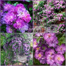 Роза плетистая Вейченблау класс АА