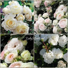 Роза плетистая Мон Блан класс АА