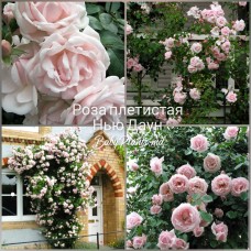 Роза плетистая Нью Даун класс АА