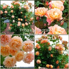 Роза плетистая Полная Луна клас АА