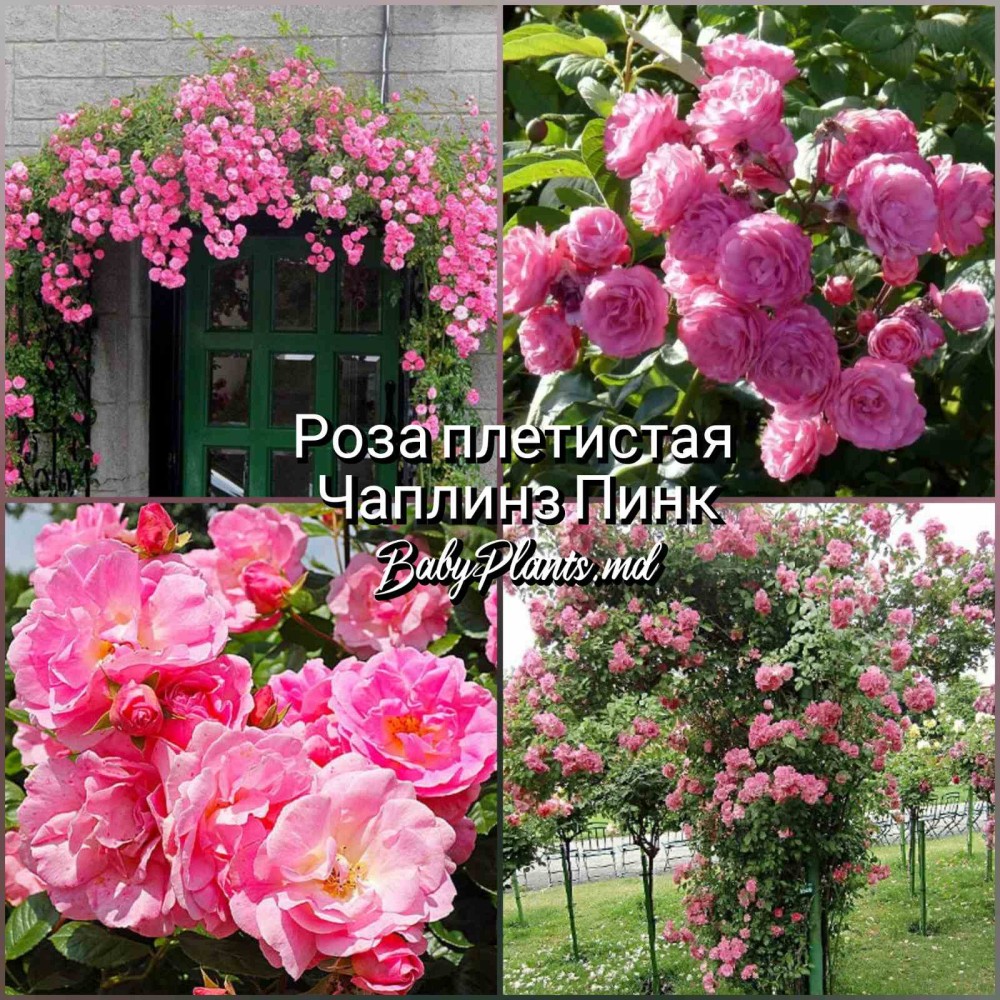 Роза плетистая Чаплинз Пинк класс АА