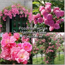 Роза плетистая Чаплинз Пинк класс АА