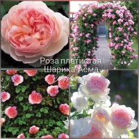 Роза плетистая Шарика-Асма класс АА