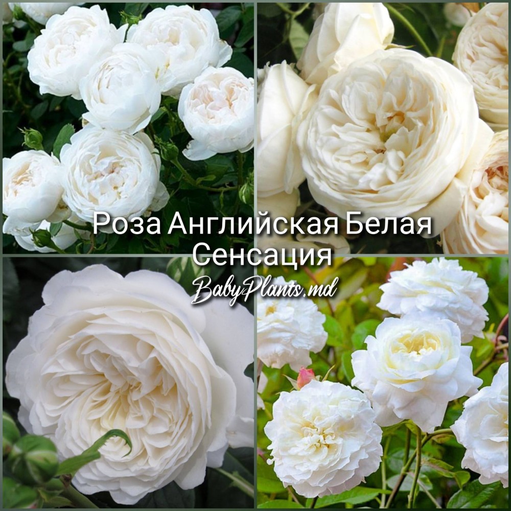 Роза английская Белая Сенсация класс АА