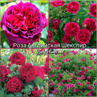 Роза английская Шекспир класс АА