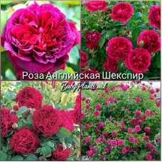 Роза английская Шекспир класс АА