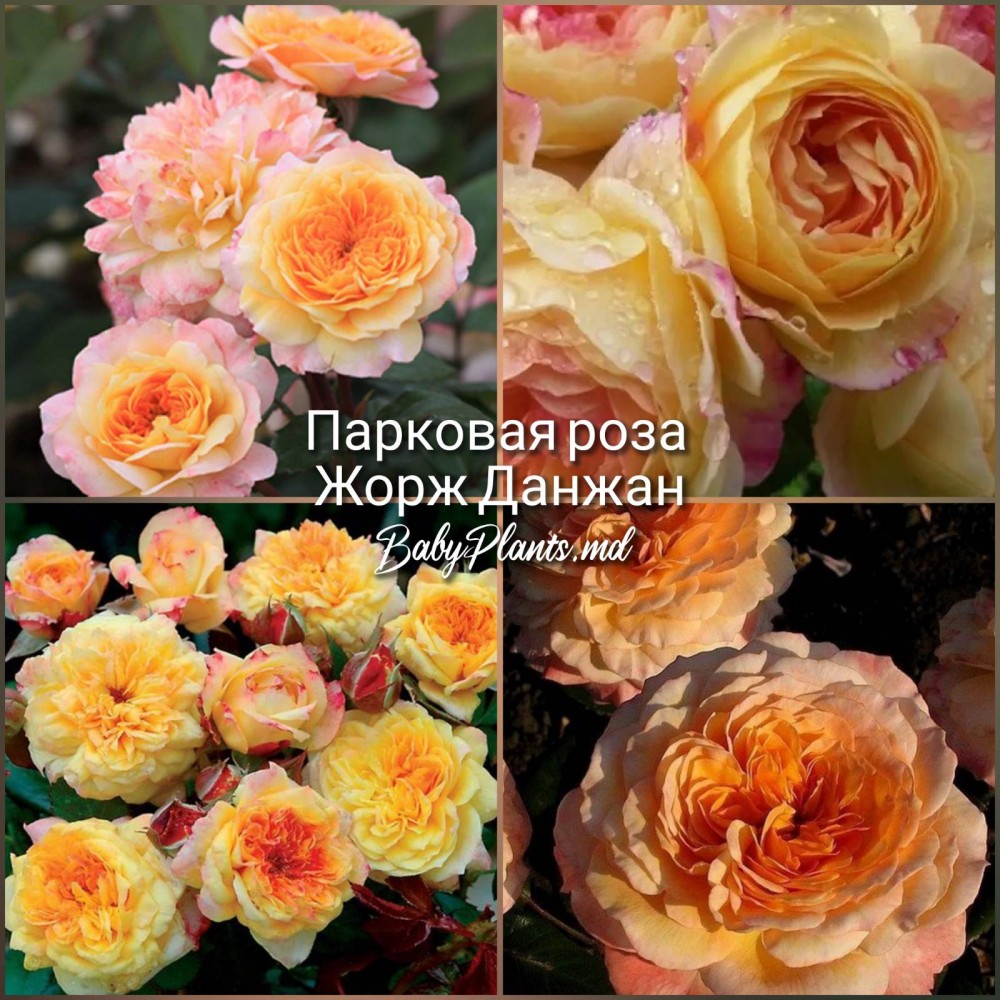 Роза парковая Жорж Данжан клас АА