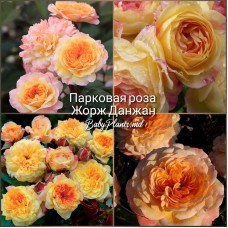 Роза парковая Жорж Данжан клас АА