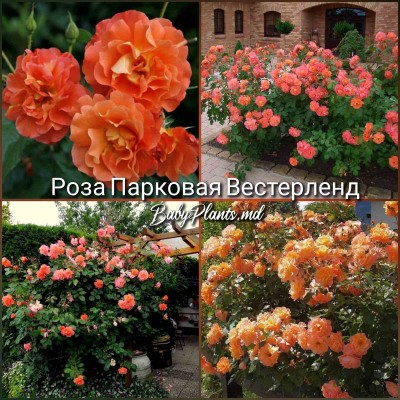 Роза парковая Вестерленд клас АА