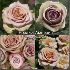 Роза ч/г Амнезия класс АА